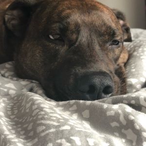 Meet your Posher, Suzy